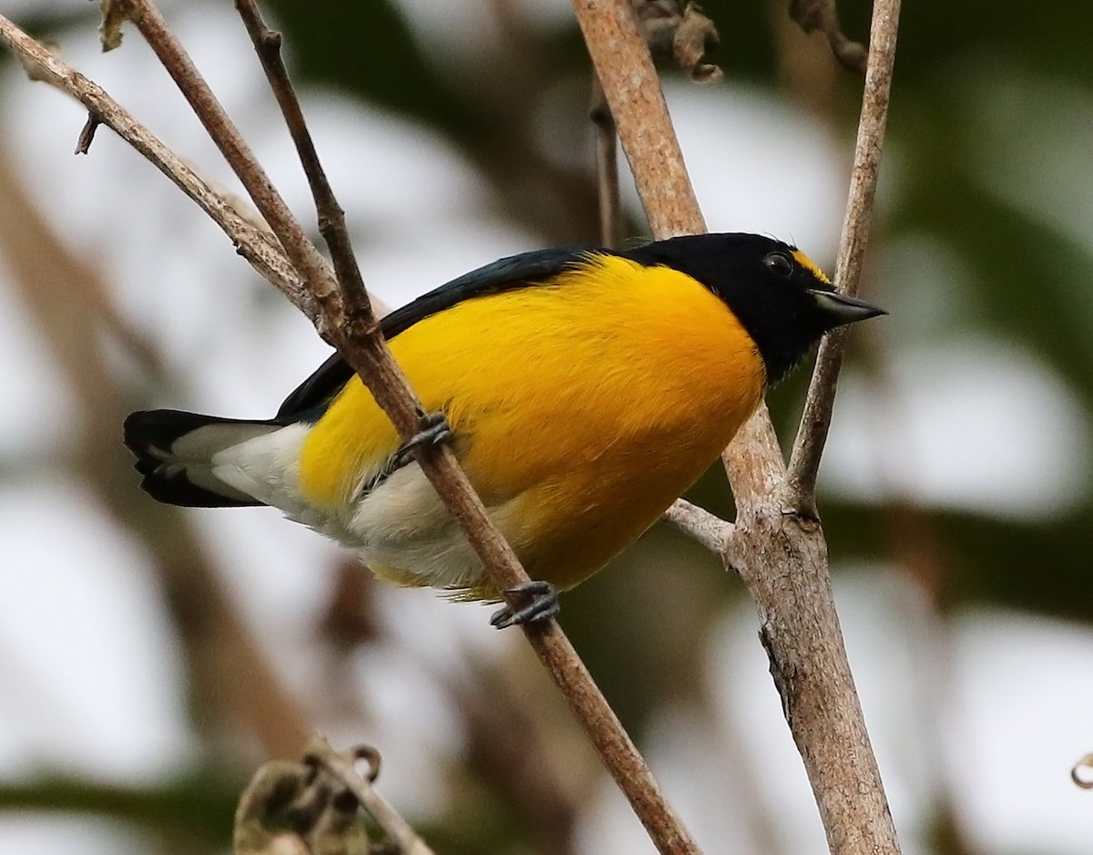 White-vented Euphonia - ML514846351