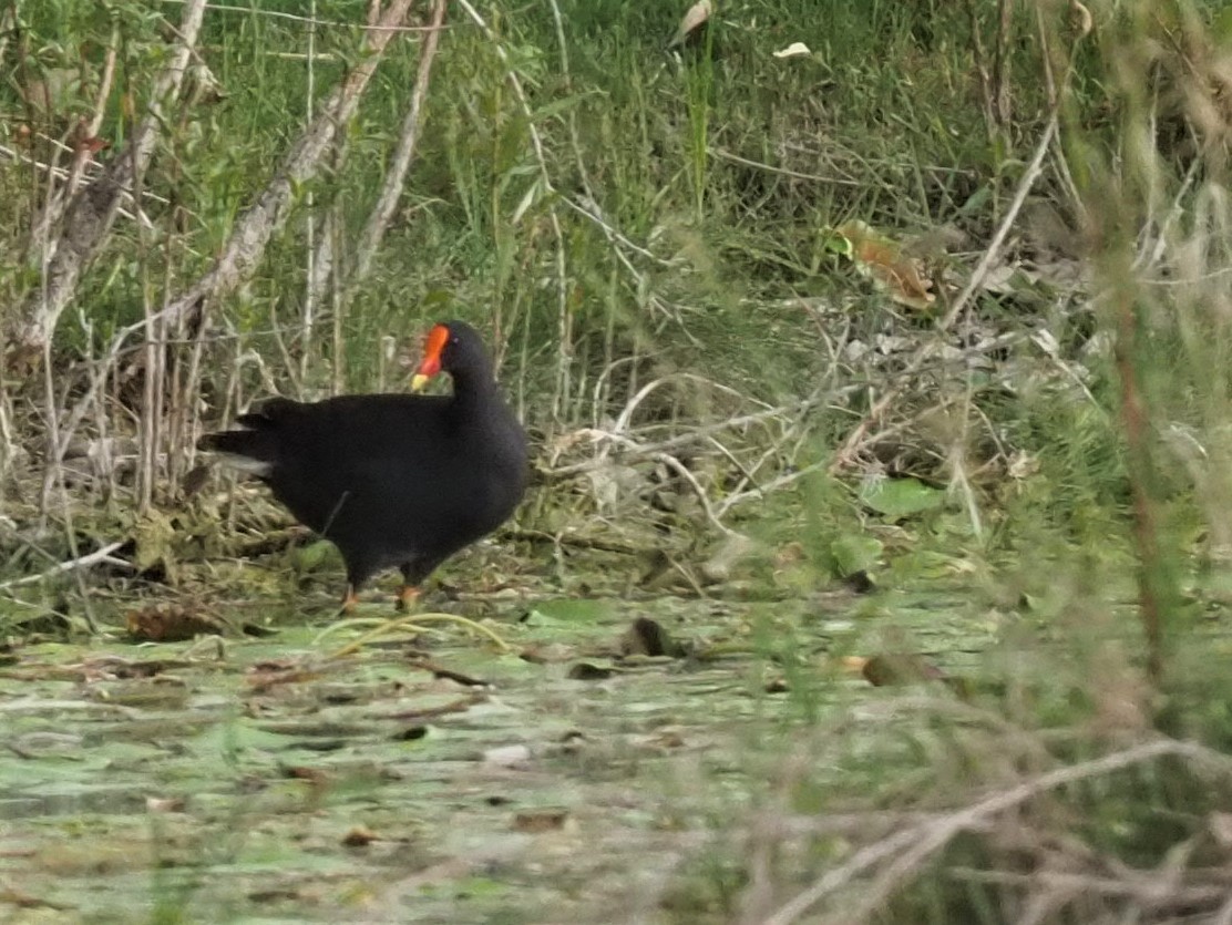 Dusky Moorhen - ML514846581