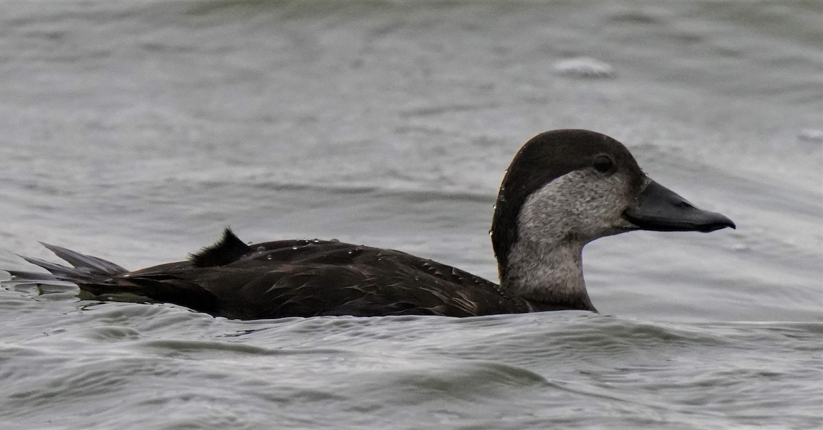 Black Scoter - ML514846631