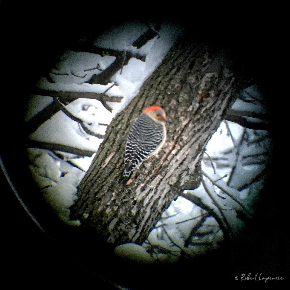 Red-bellied Woodpecker - Normande Lapensée
