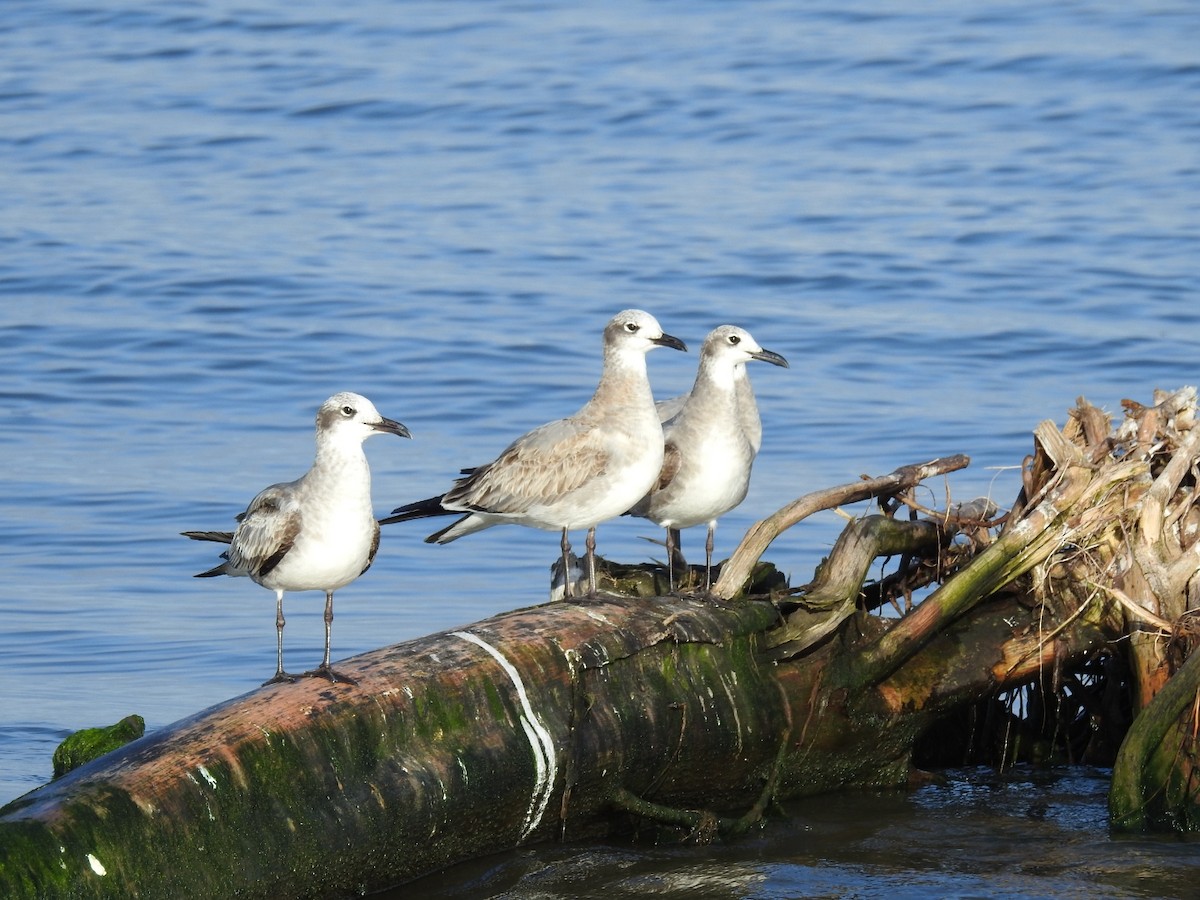 Laughing Gull - Francisco Dubón