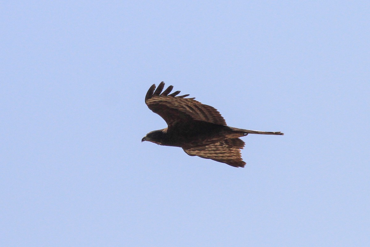 Oriental Honey-buzzard (Northern) - Tommy Pedersen