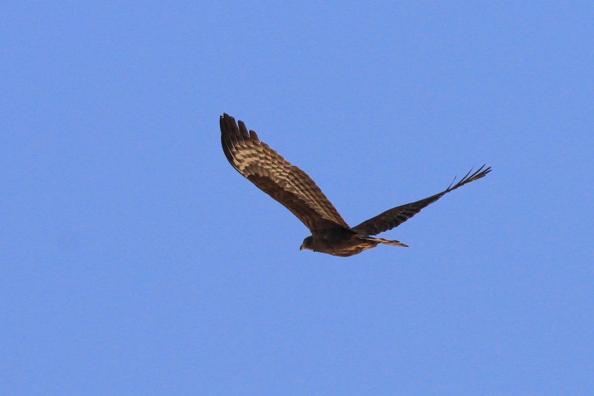 Oriental Honey-buzzard (Northern) - Tommy Pedersen