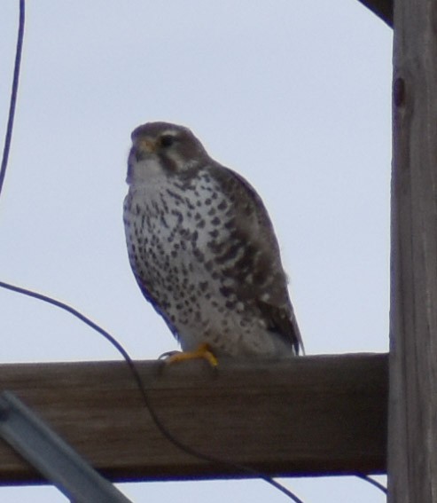 Prairie Falcon - ML514848321