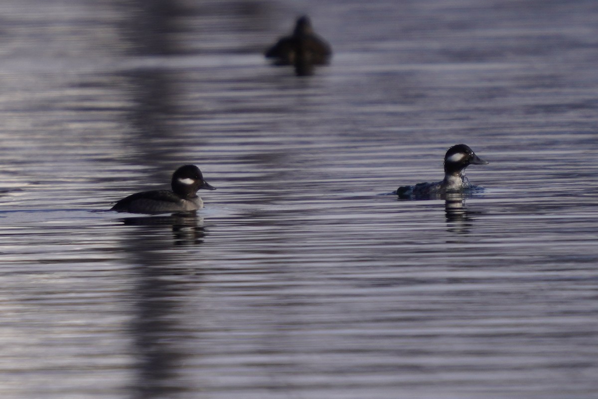 Bufflehead - ML514848931