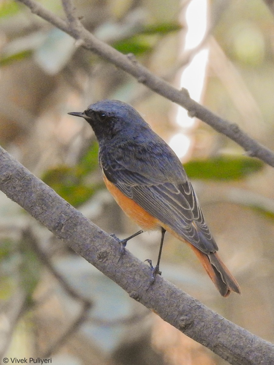 赭紅尾鴝 - ML514849811