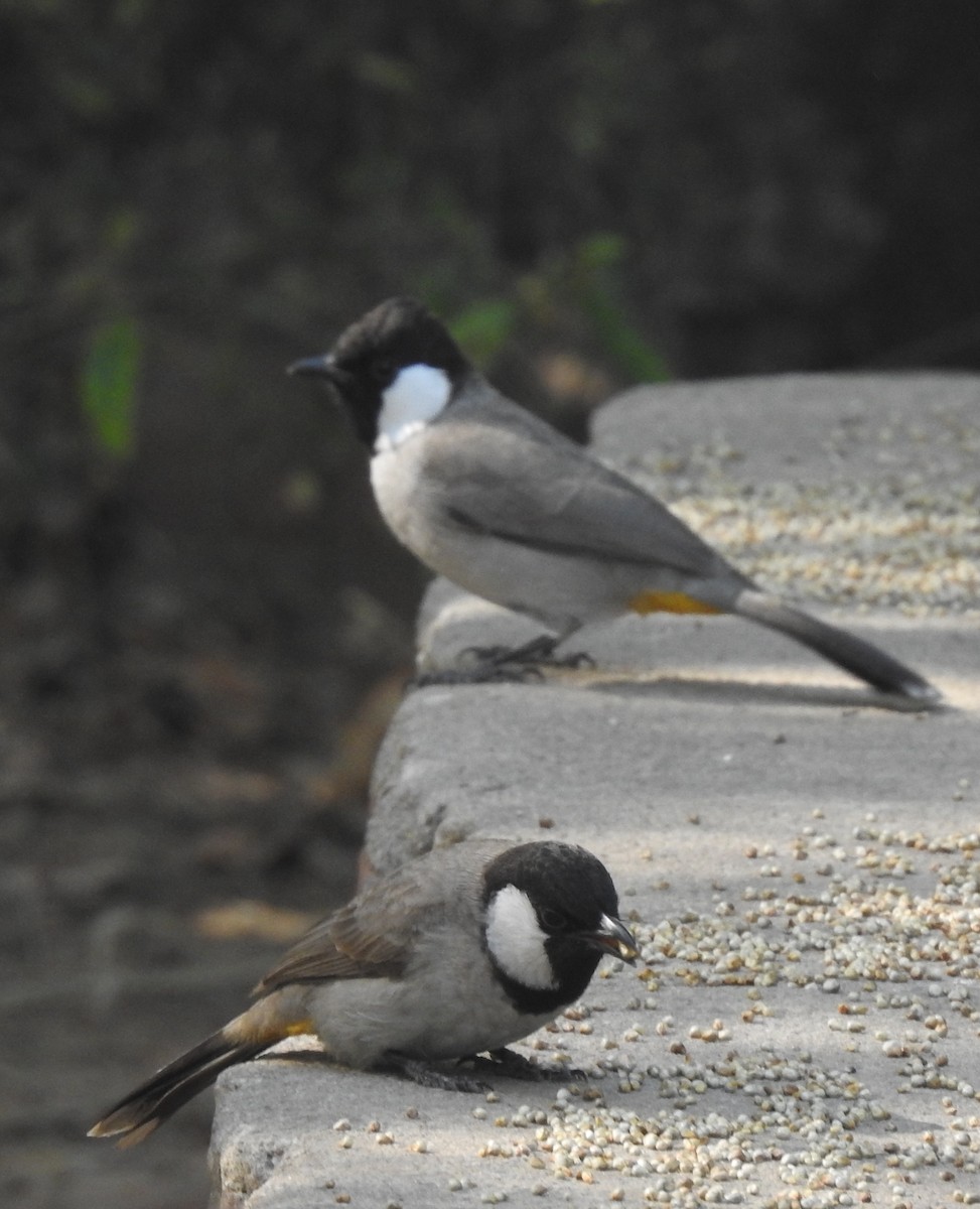 White-eared Bulbul - ML514849841