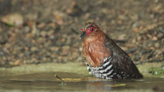 Red-legged Crake - ML514849881