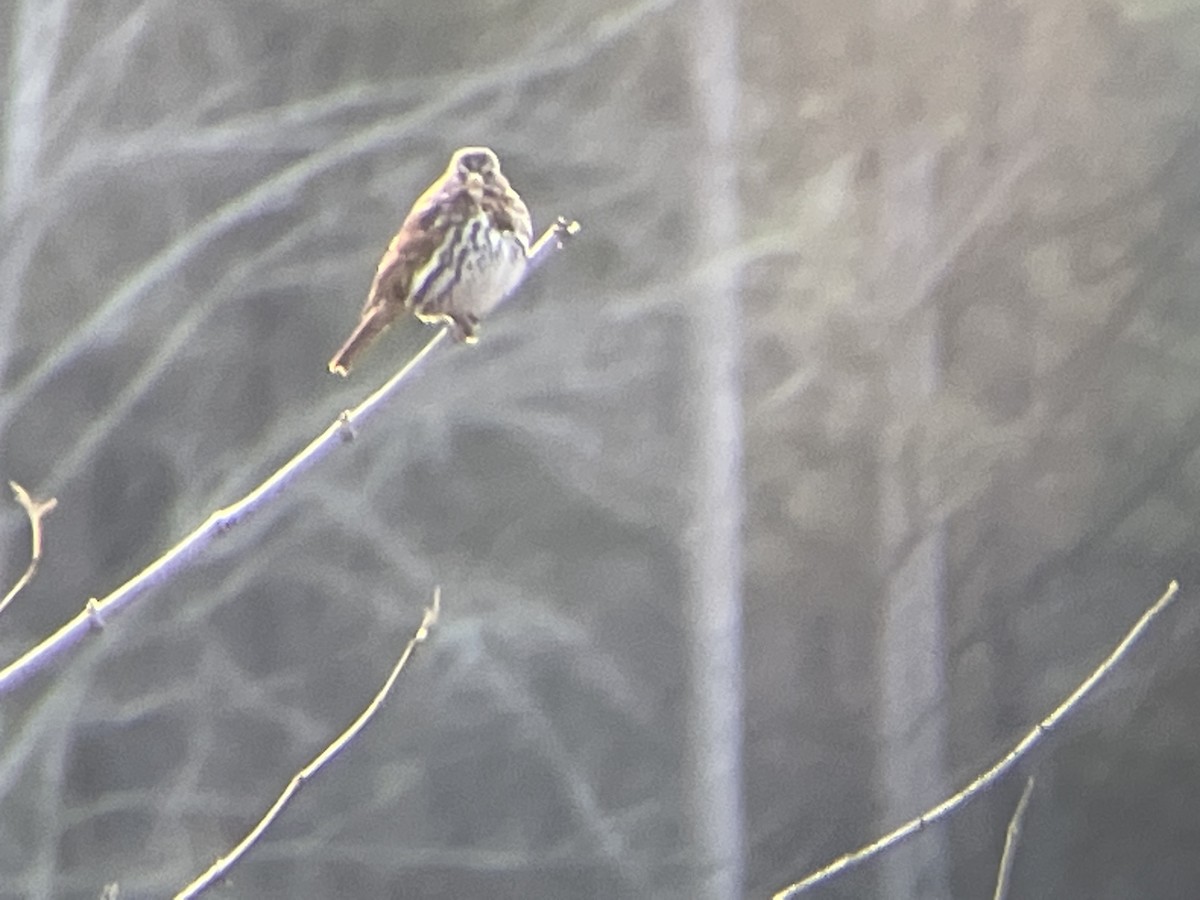 Fox Sparrow - ML514849931
