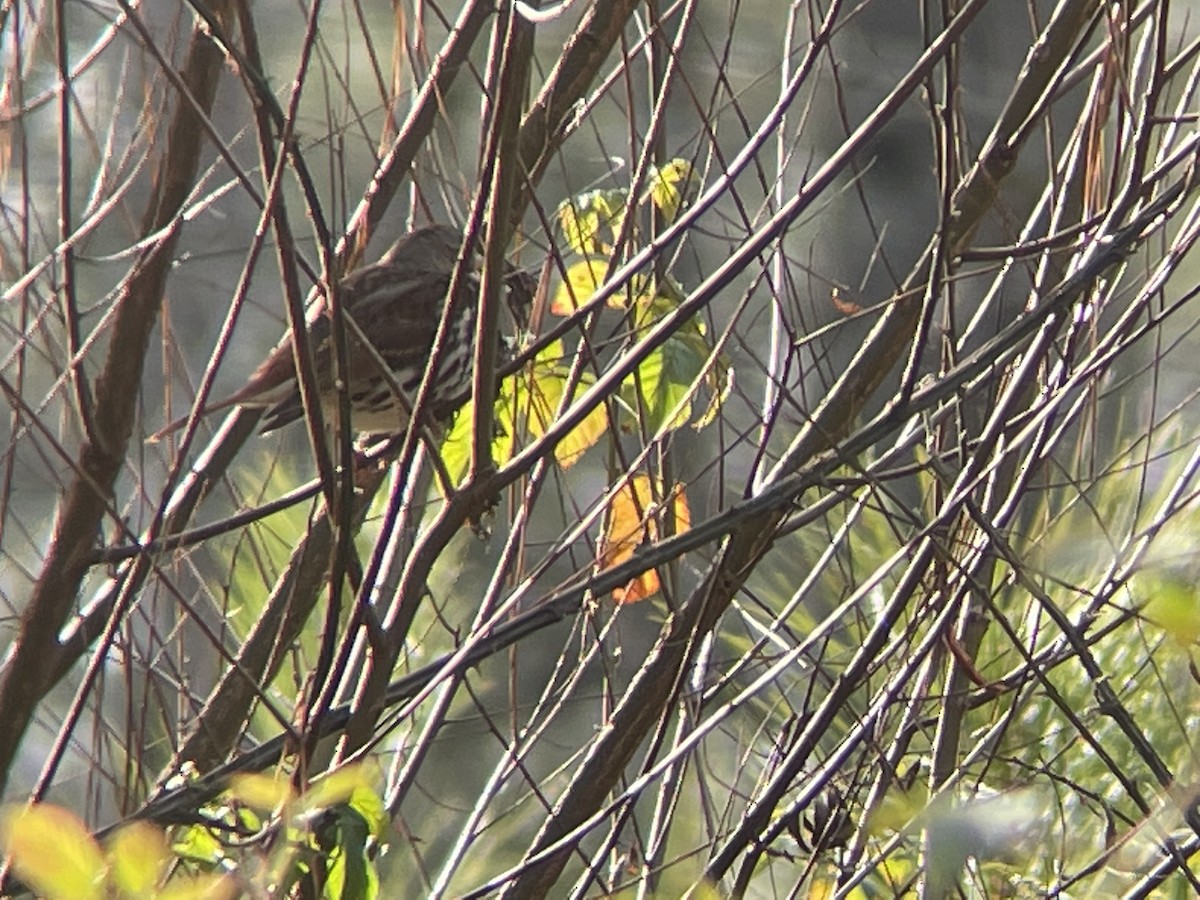 Fox Sparrow - ML514849951