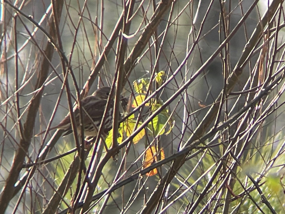 Fox Sparrow - ML514849961