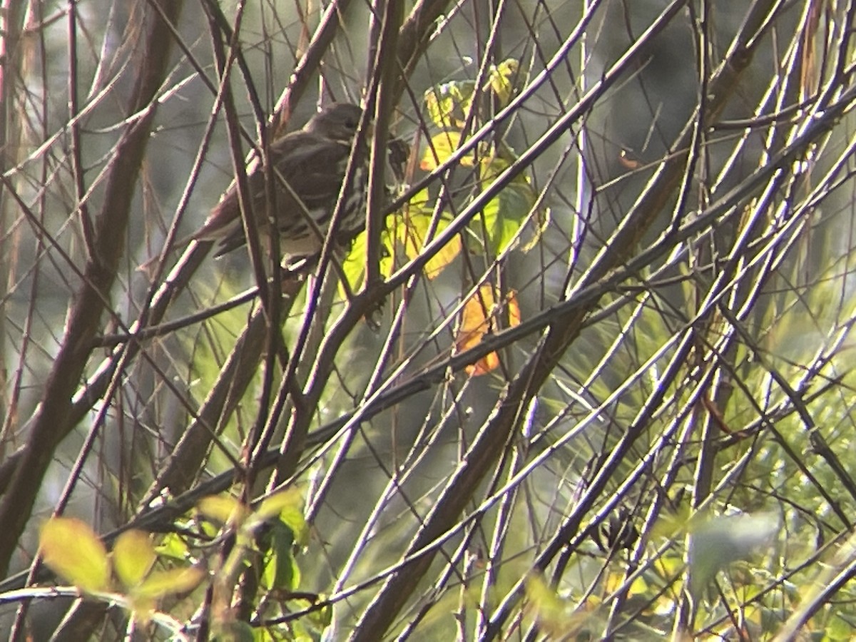 Fox Sparrow - ML514849971