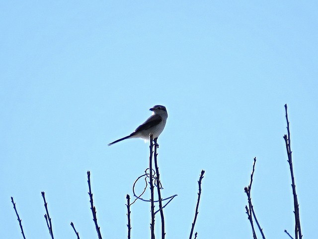 Northern Shrike (American) - ML51485091