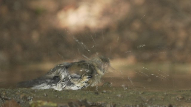 slavík modrohřbetý - ML514851331