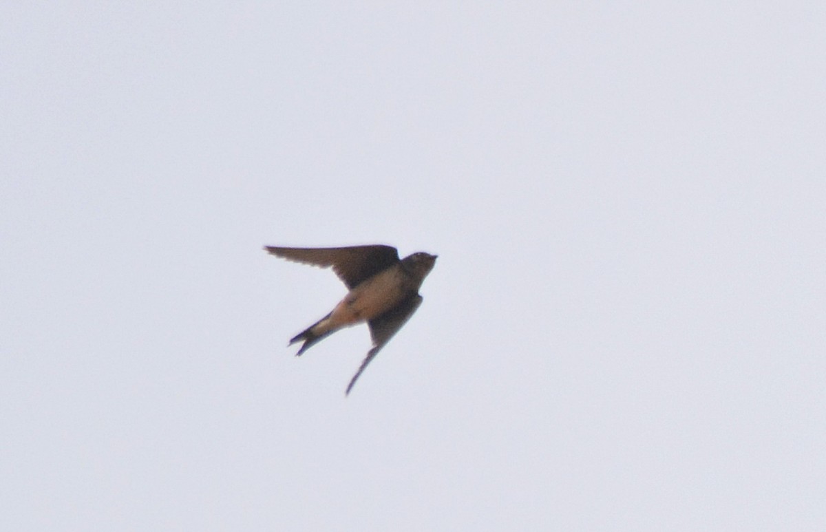 Barn Swallow - ML514851621