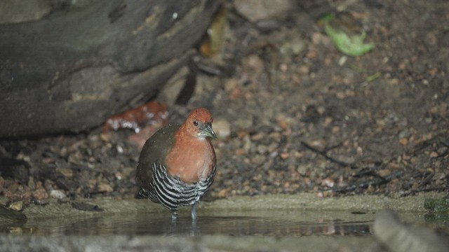 chřástal pruhobřichý - ML514852321