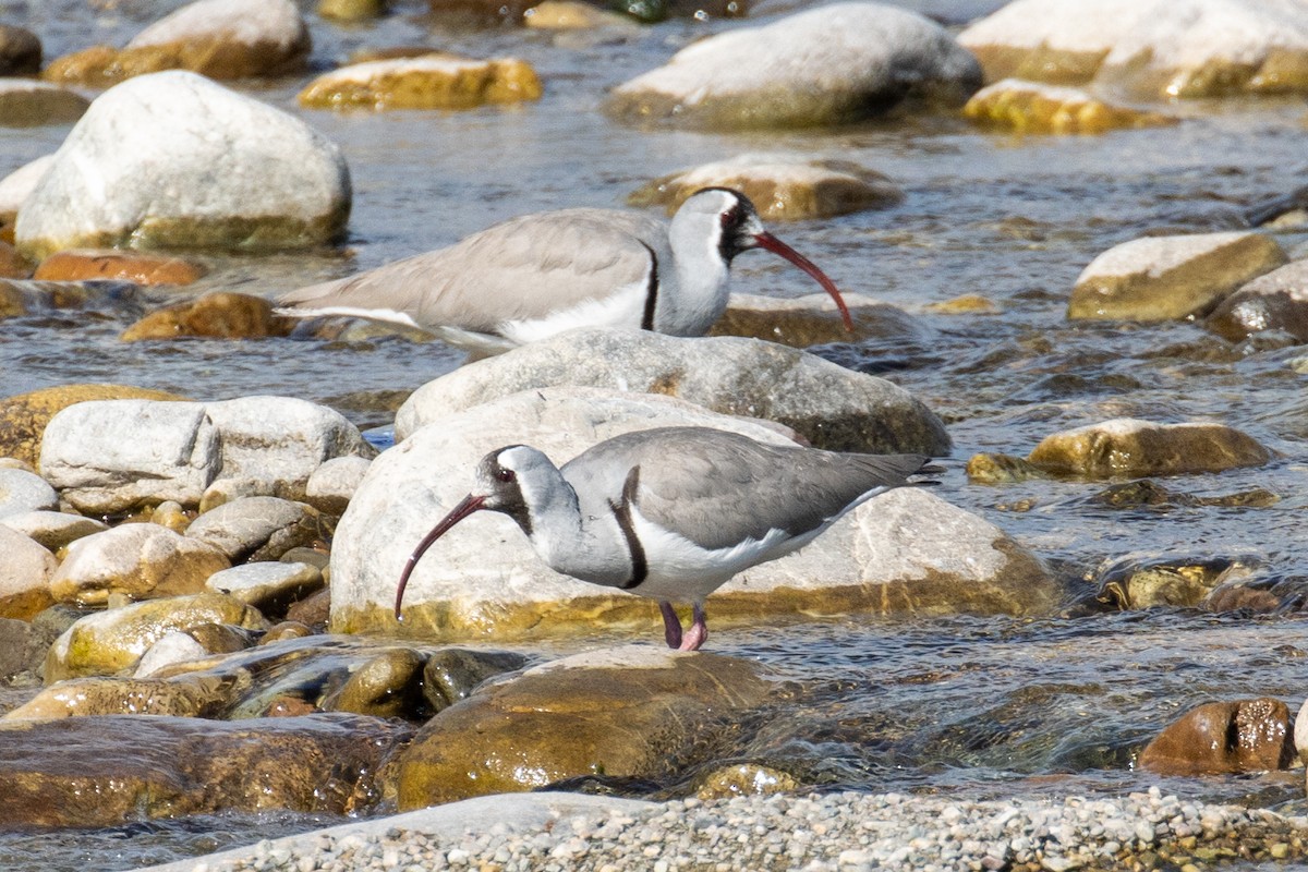 Ibisbill - Kalpesh Krishna