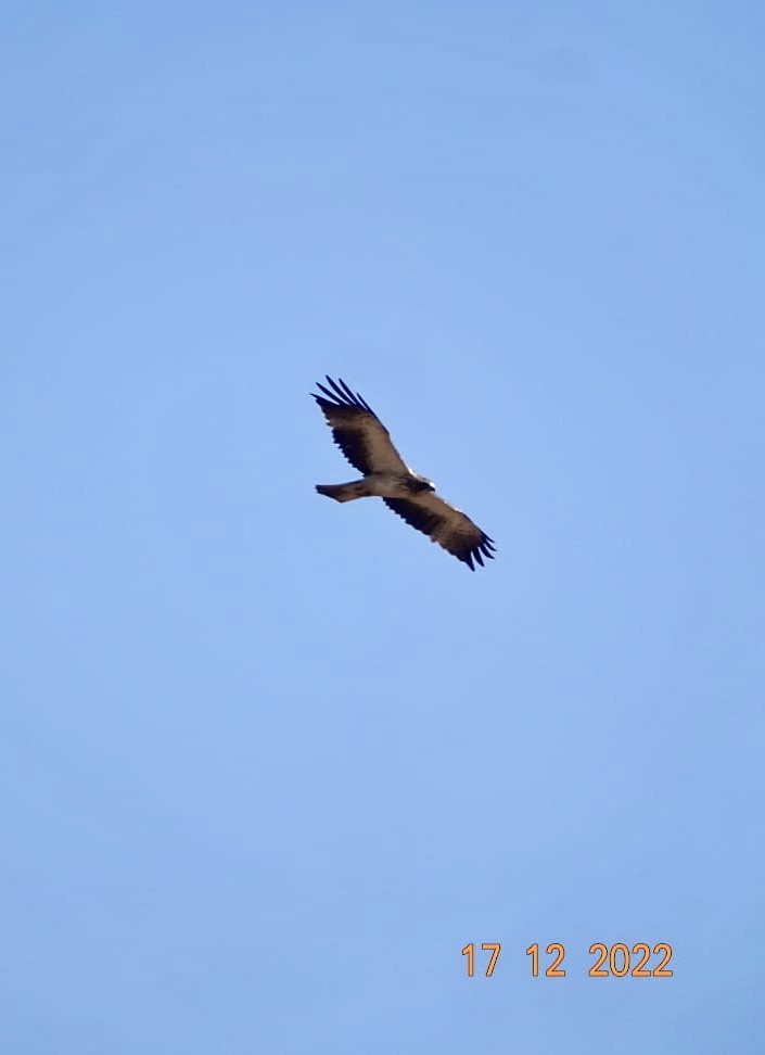 Aquila minore - ML514854471