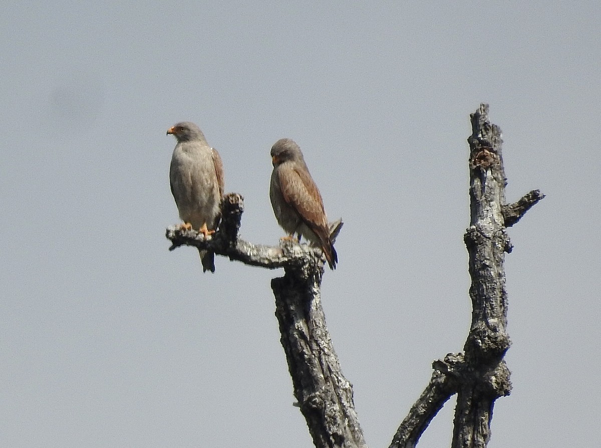 Rufous-winged Buzzard - William Duncan