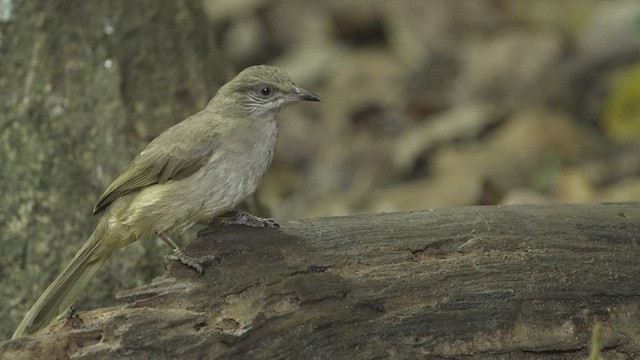 Бюльбюль таїландський - ML514854731