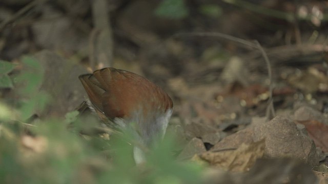 White-crested Laughingthrush - ML514855401