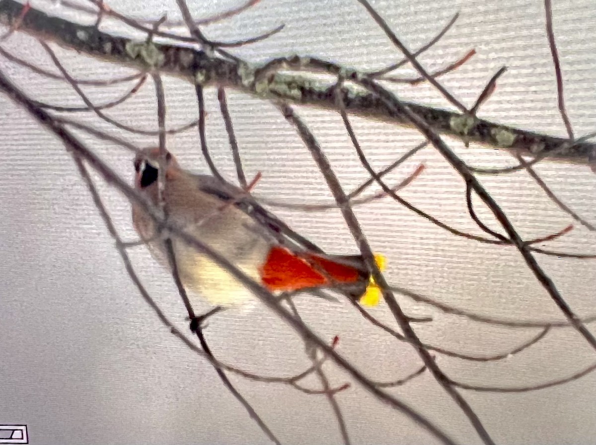 Bohemian Waxwing - ML514857341