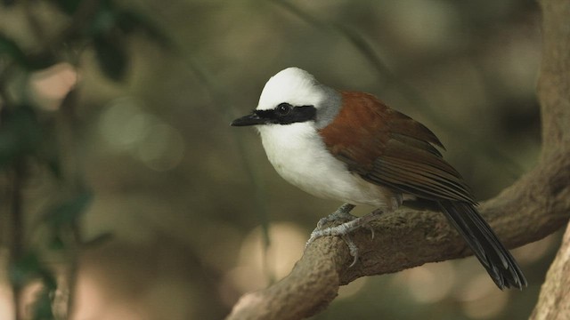 White-crested Laughingthrush - ML514857831