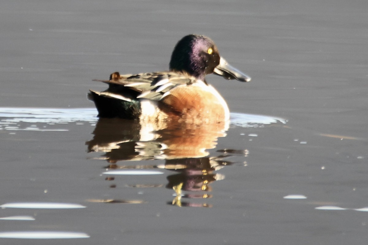 Northern Shoveler - ML514858361