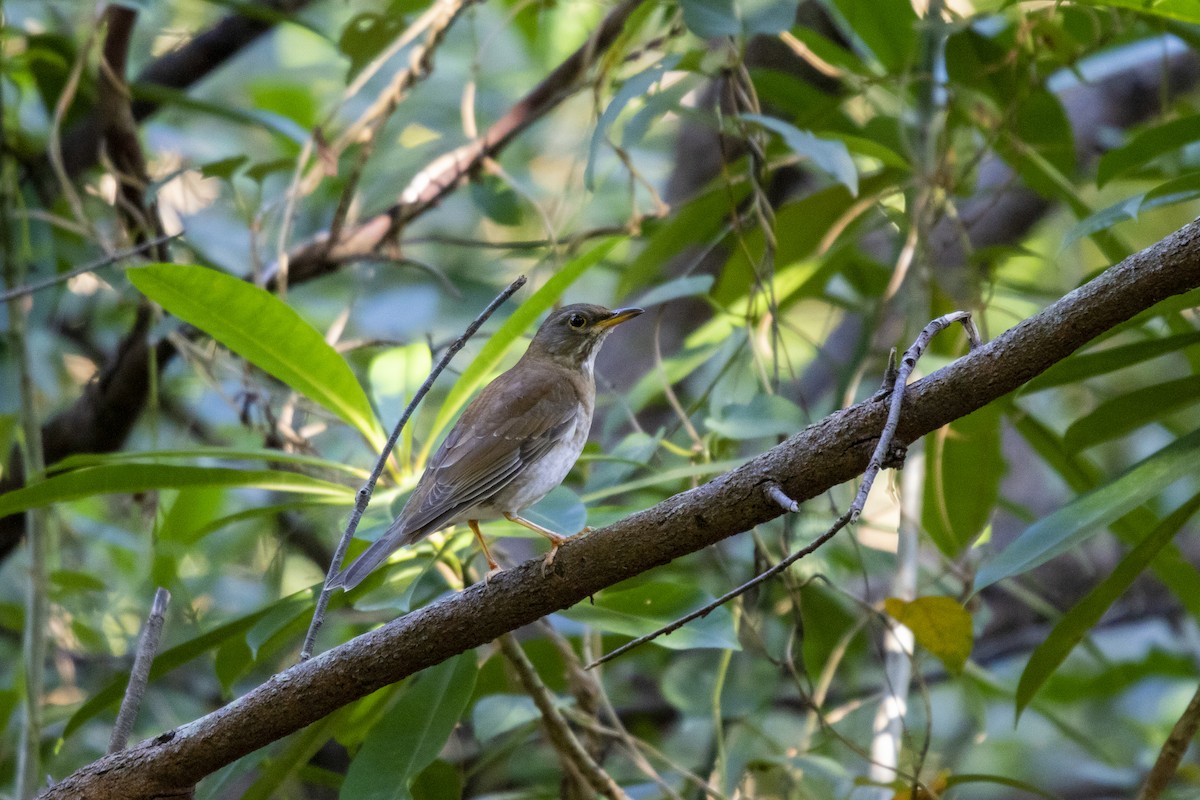 Pale Thrush - ML514859031