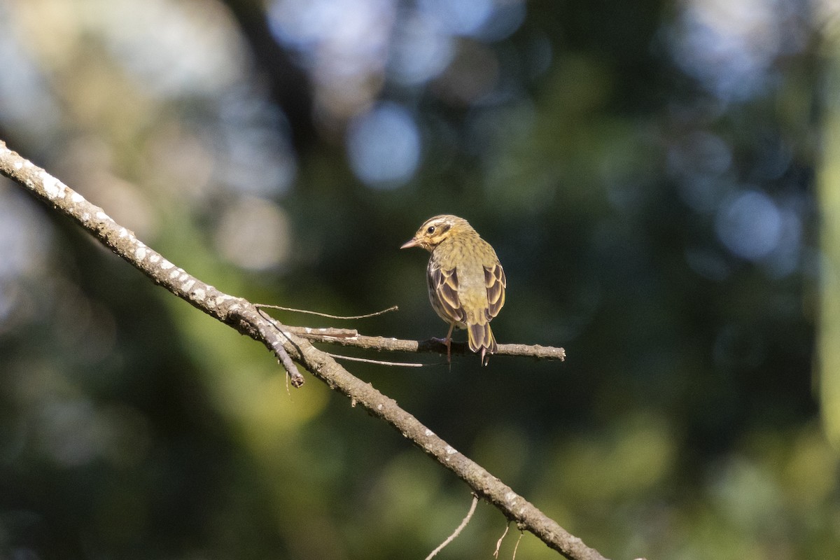Olive-backed Pipit - ML514859041