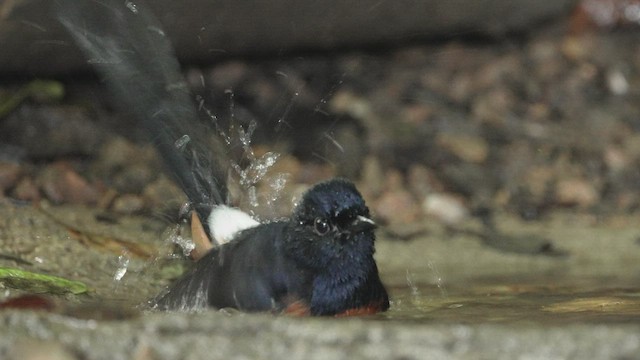 White-rumped Shama - ML514860731