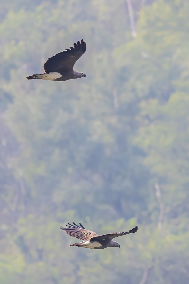 Lesser/Gray-headed Fish-Eagle - ML514861351