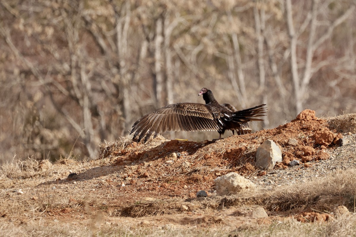 Turkey Vulture (Northern) - ML514861481