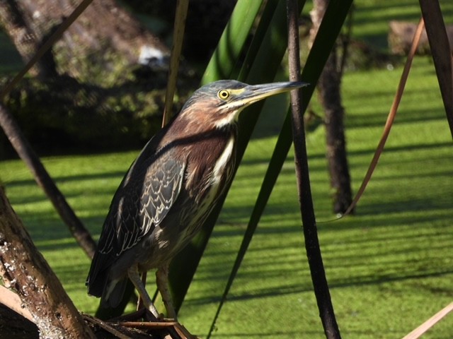 Green Heron - ML514861581