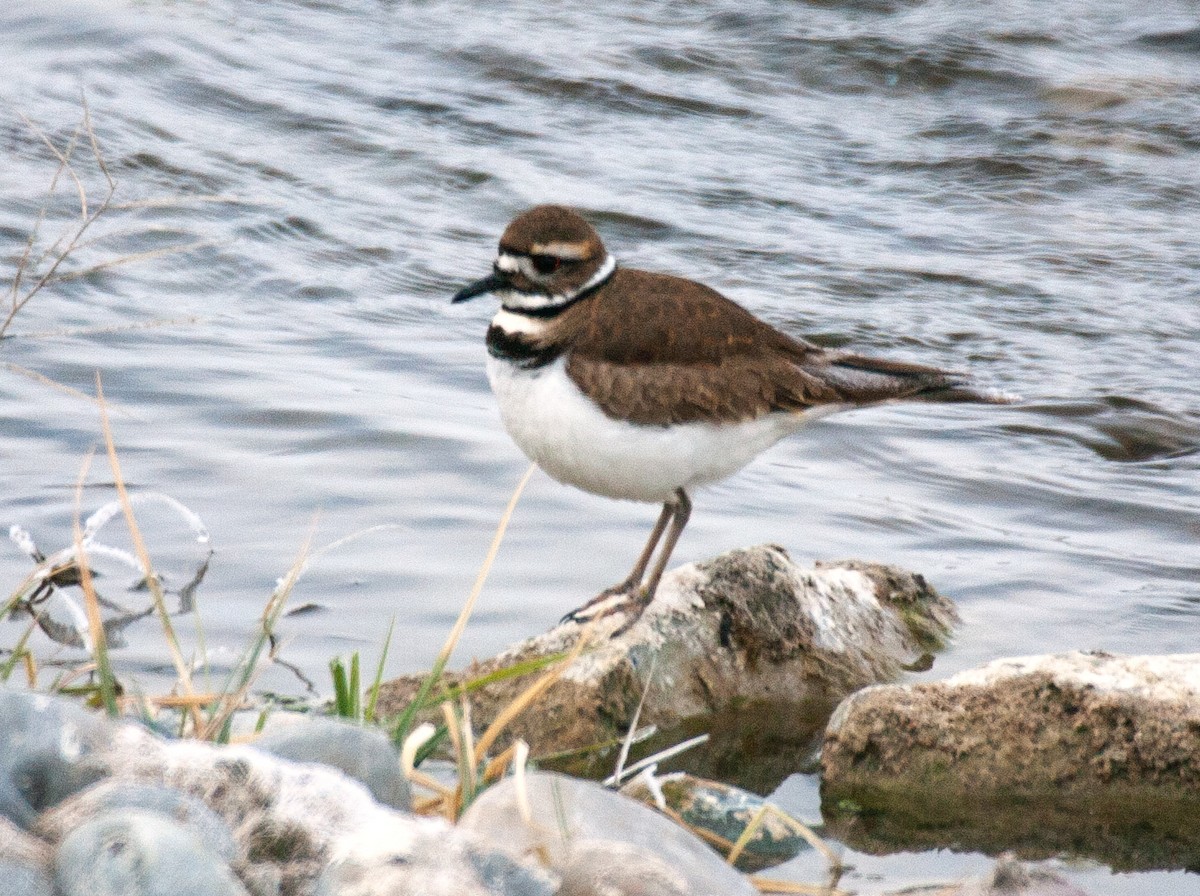 Killdeer - ML514861711