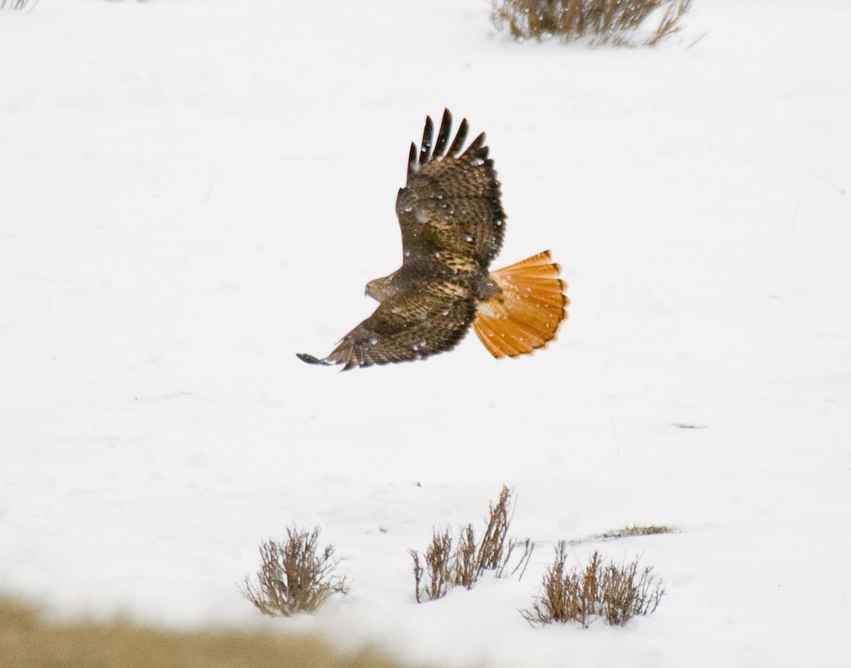 Red-tailed Hawk - ML514861741