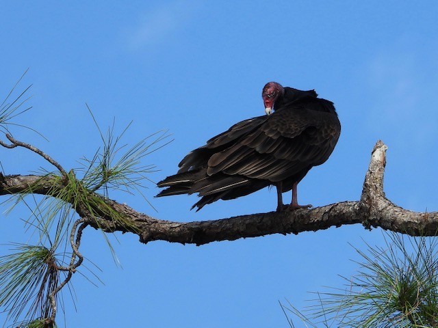Turkey Vulture - ML514861761