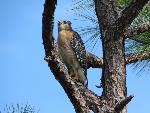 Red-shouldered Hawk - ML514861801