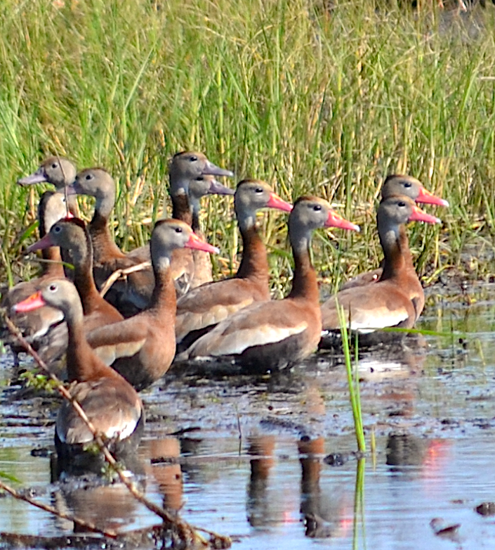 Black-bellied Whistling-Duck - ML514861861