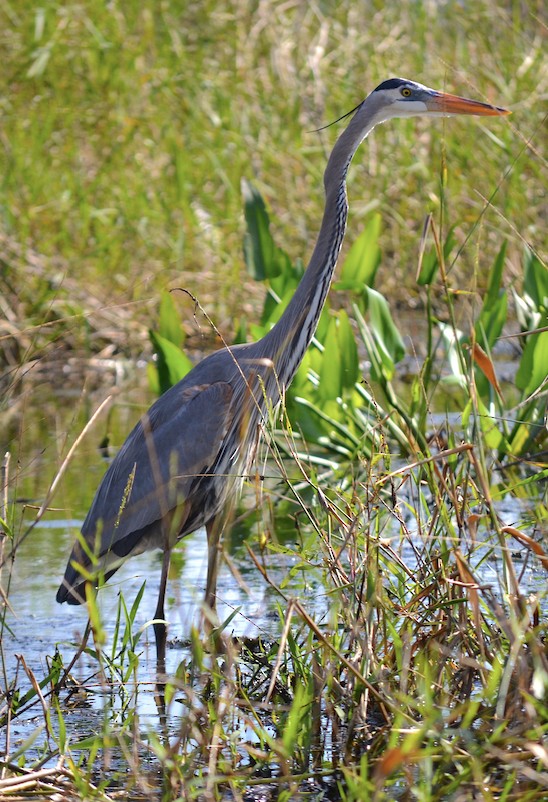 Great Blue Heron - ML514862061