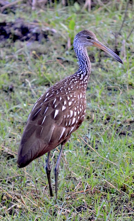 Limpkin - ML514862201