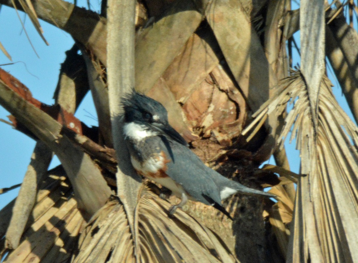 Belted Kingfisher - ML514862841