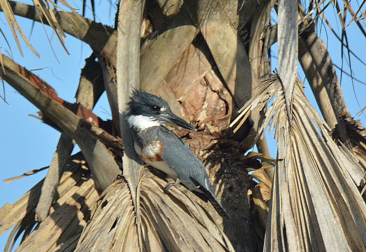 Belted Kingfisher - ML514862851