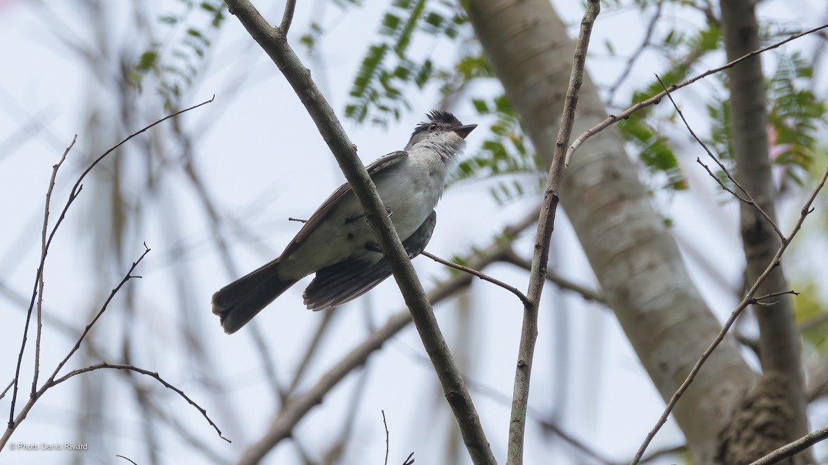 Mosquero del Chocó - ML514863301