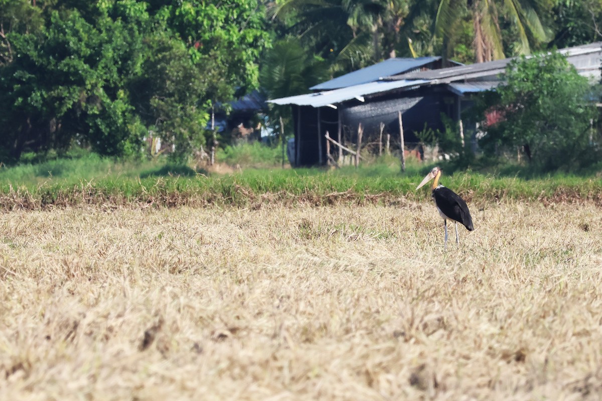 Lesser Adjutant - ML514863531