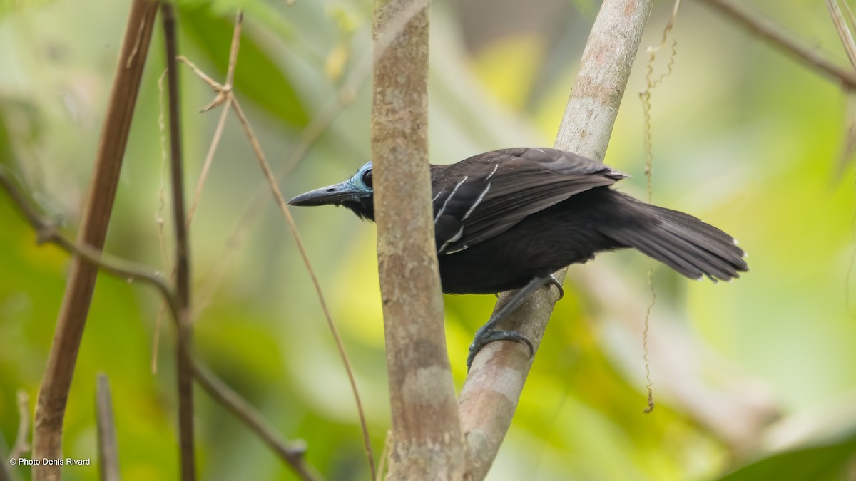 Bare-crowned Antbird - Denis Rivard