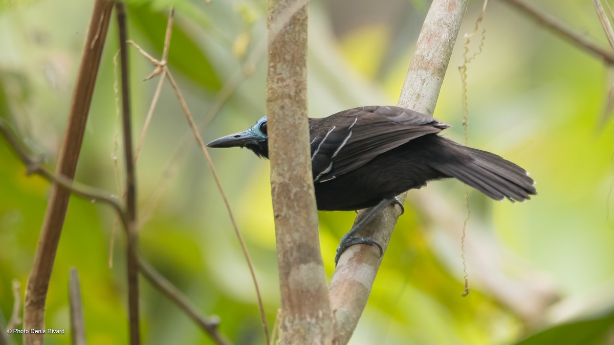 Nacktstirn-Ameisenvogel - ML514863671