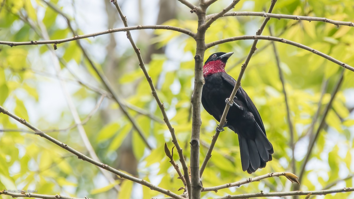 Purple-throated Fruitcrow - Denis Rivard