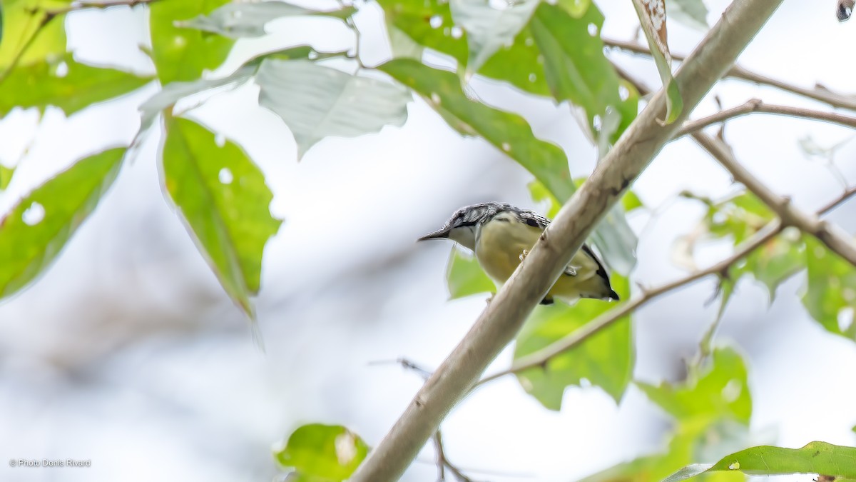 Moustached Antwren - Denis Rivard