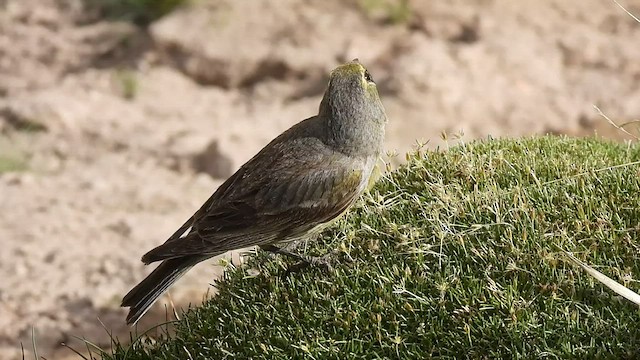 Yellow-bridled Finch - ML514865001